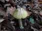 Gyilkos galóca (Amanita phalloides), Budai-hegység